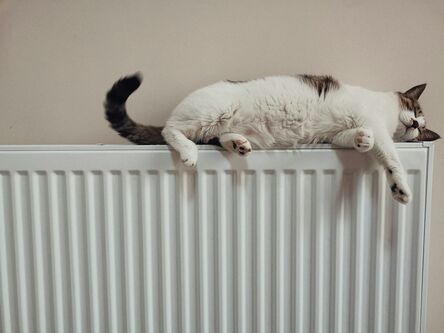 Weiße Katze mit braunen Flecken liegt entspannt auf einem warmen Heizkörper an einer beigen Wand